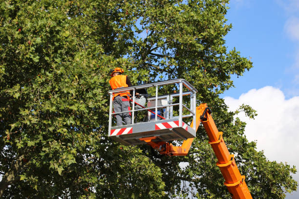 How Our Tree Care Process Works  in  Lucerne Valley, CA