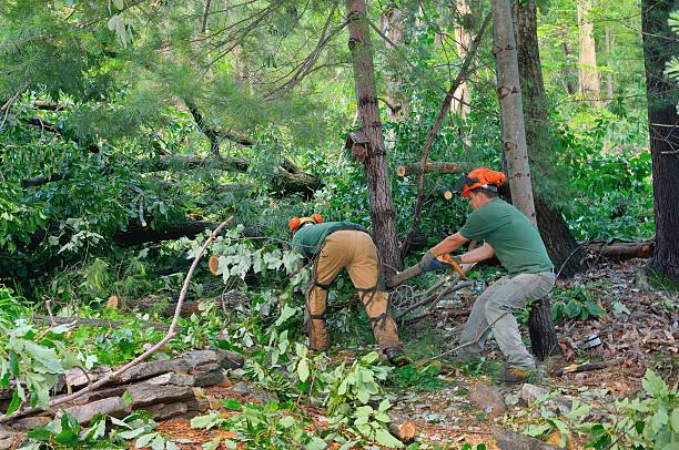 Best Tree Health Inspection  in Lucerne Valley, CA