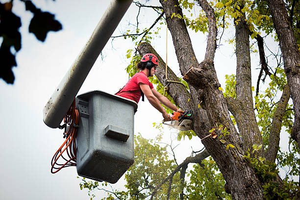 Lucerne Valley, CA Tree Care Services Company